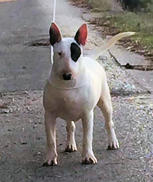 Bullema Hope in Trouble
